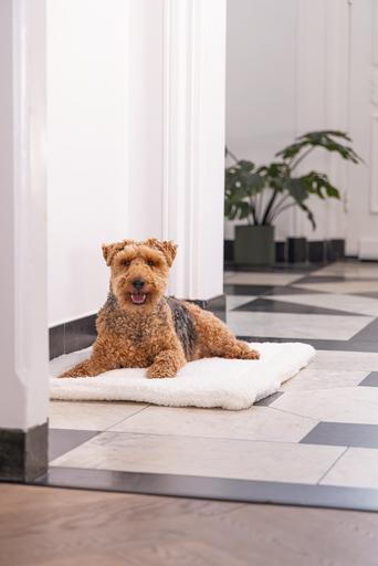 Actual product image Designed by Lotte Lying cushion Ligra (Dog)