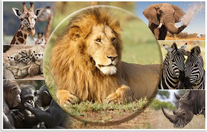 Actual product image HERMA Desk Pad Africa Animals 55x35 3 pieces (55 x 35 cm)