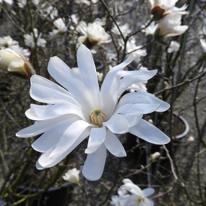 Actual product image Zulauf Stern-Magnolie / Magnolia stellata (80 cm)
