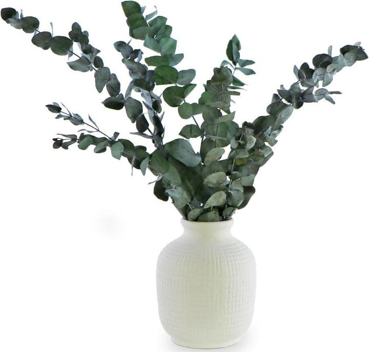 Actual product image Soli Collection Dried flowers eucalyptus 40-55 cm (Dried flowers)