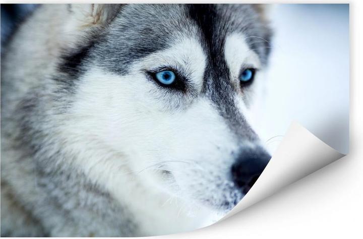 Actual product image Trenddeko Ice blue eyes (100 x 70 cm)