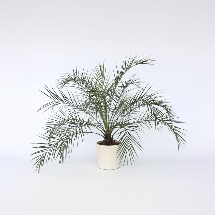 Produktbild Plant in a Box Phoenix roebelenii - Zwergdattelpalme (80 cm)