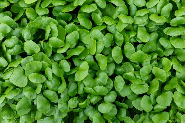 Image du produit Zollinger Bio Pourpier d'hiver (Graines de plantes)