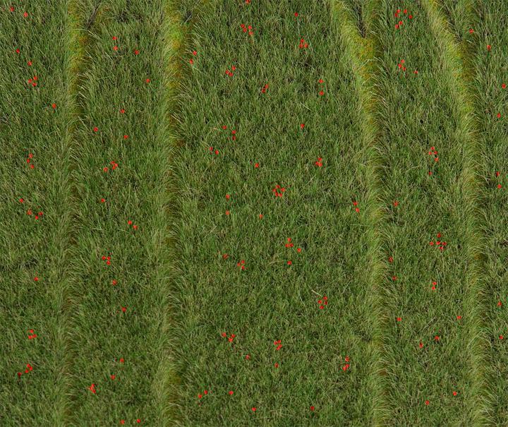 Actual product image Faller Landscape segment, grain + poppies DIN A5
