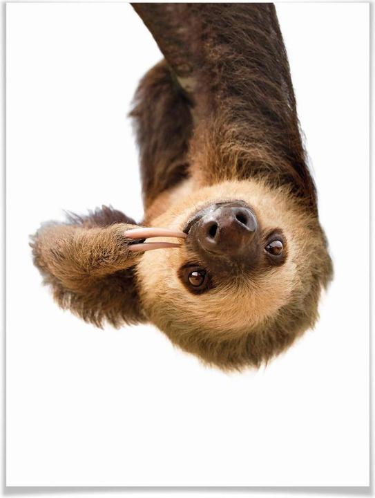 Actual product image Trenddeko The Sloth (30 x 40 cm)