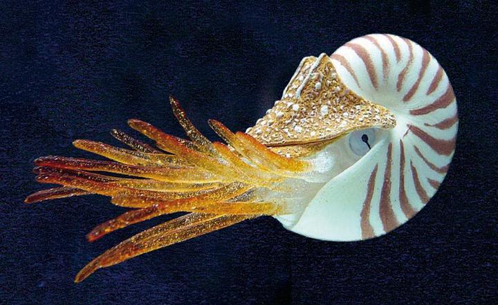 Actual product image Amazonas Floating Nautilus (Embellishment, other items)