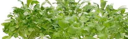 Image du produit Click and Grow Cress (Graines de légumes)