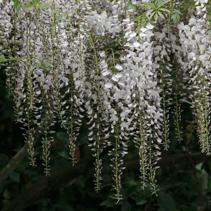 Actual product image Flowerbox Chinesischer Blauregen - Wisteria sinensis 'Alba' (50 cm)