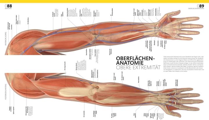 Produktbild Anatomie und Physiologie (Deutsch, Andreas Held, DK Verlag, Simone Blass, Nikola Schmidt, Alice Roberts, 2023)