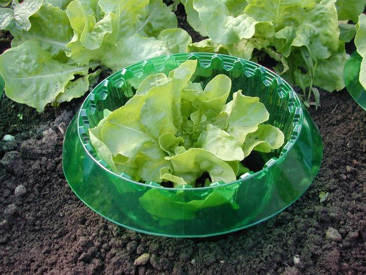 Produktbild Windhager Schnecken-Schutzring