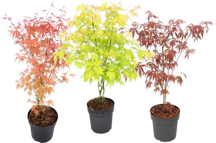 Immagine prodotto Plant in a Box Acer palmatum 'Atropurpureum', 'Beni Maiko', 'Orange Dream' - miscela di 3 aceri (70 cm)