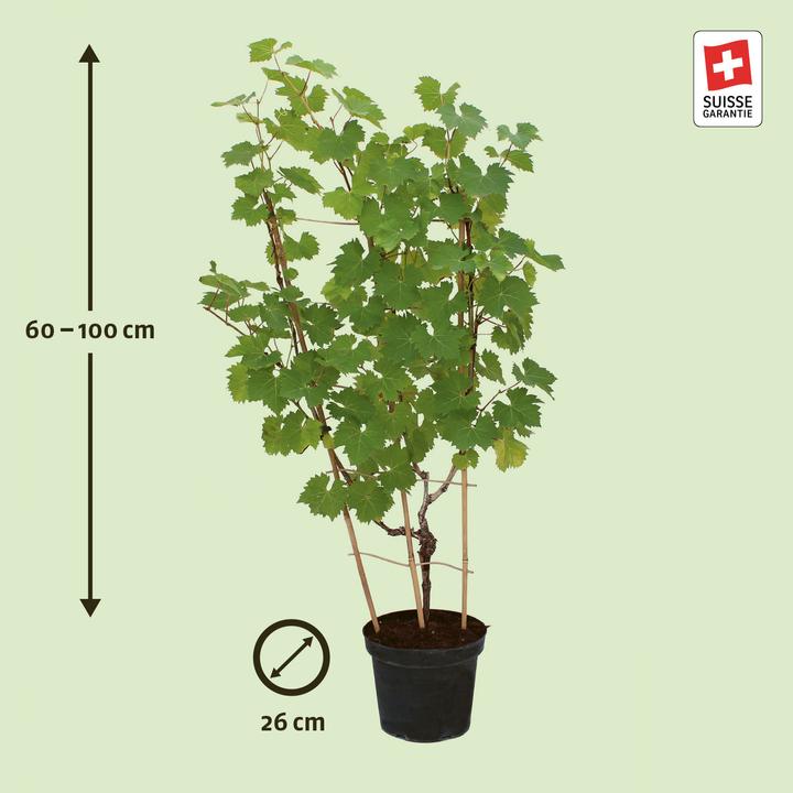 Produktbild Zulauf Vitis 'Muscat Bleu' / Hybridrebe 'Muscat Bleu' (70 cm)