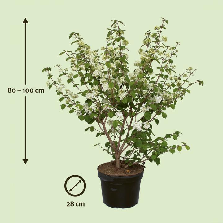 Actual product image Zulauf Viburnum (100 cm)