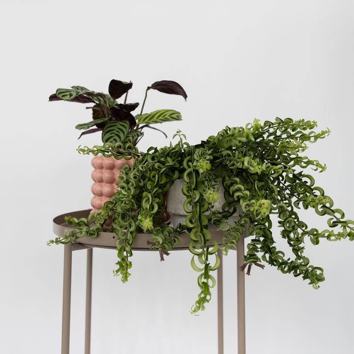 Produktbild Plant in a Box Aeschynantus Twister - Twister Pflanze (30 cm)