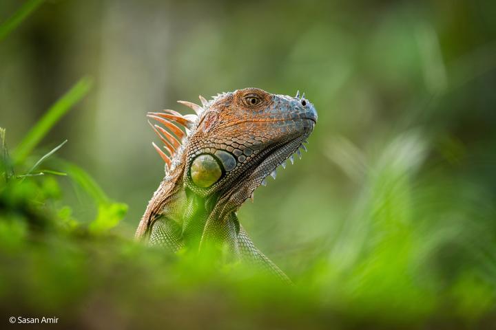 Image du produit Sony FE 400-800mm F6.3-8 G OSS (Sony E, Plein format)