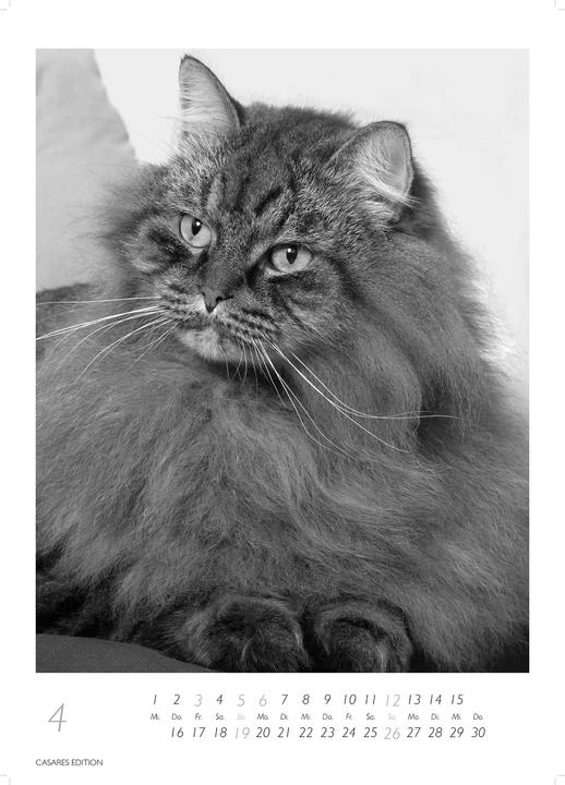 Actual product image Cats 2026 S 29x21cm (29 x 21 cm, German)