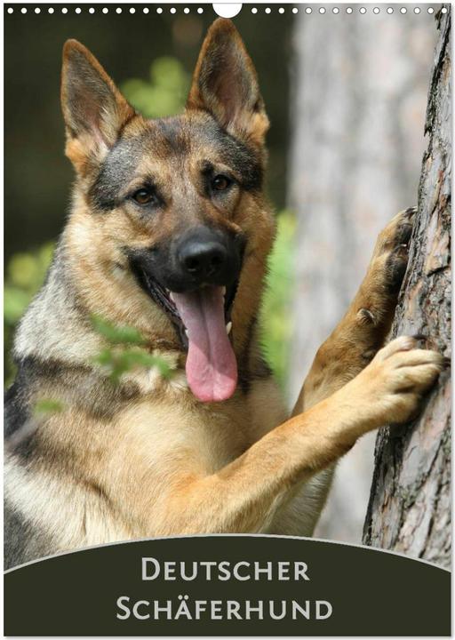 Produktbild :Deutscher Schäferhund (Wandkal (A3)