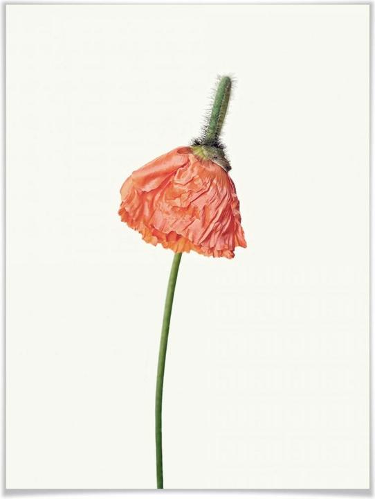 Image du produit Trenddeko La fleur rouge 01 (30 x 40 cm)