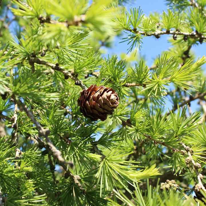 Image du produit Zulauf Lärche / Larix decidua (100 cm)