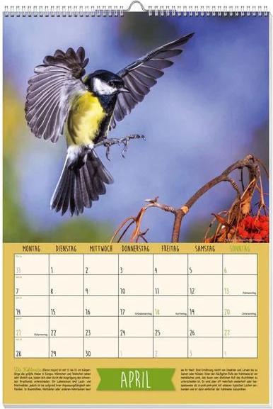 Immagine prodotto Calendario con poster degli uccelli canori nativi 2025 (Nessuna rilegatura, Tedesco)