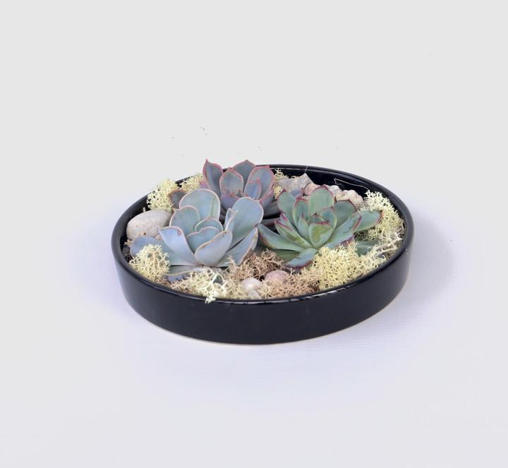 Actual product image Plant in a Box Echeveria lilacina - Garden Mix Black (8 cm)