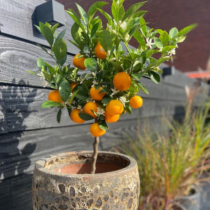 Actual product image Plant in a Box Citrus Mitis Calamondin - Orange tree (55 cm)