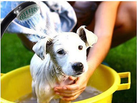 Image du produit Semptec Douche de camping à accu avec pompe immergée