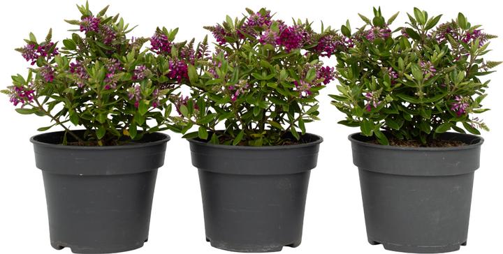 Produktbild Plant in a Box Hebe All Blooms 'Samona' - (30 cm)