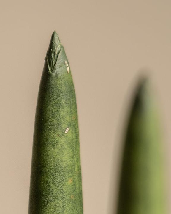 Actual product image feey Straight (45 cm, Freshly repotted)