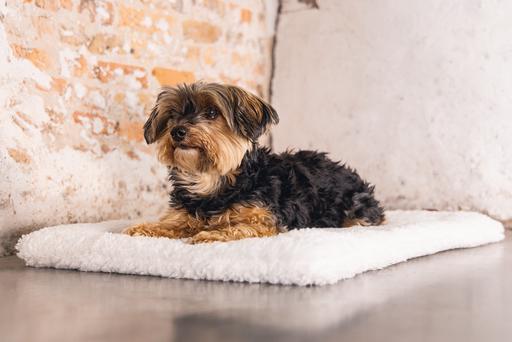 Actual product image Designed by Lotte Ligra (Dog)