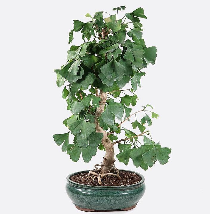 Produktbild Bonsai.ch Ginkgo biloba cm