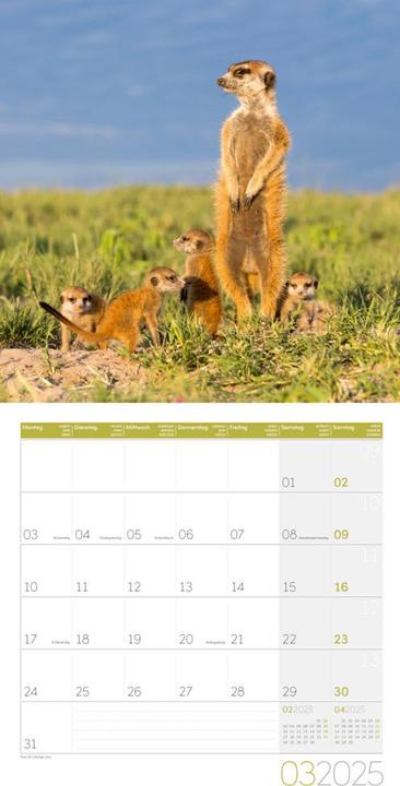 Produktbild Erdmännchen Kalender 2025 - 30x30 (30 x 30 cm, Harter Einband, Deutsch)
