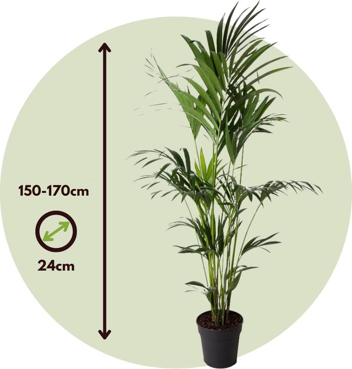 Produktbild Plant in a Box Howea forsteriana - Kentia Palme (170 cm)
