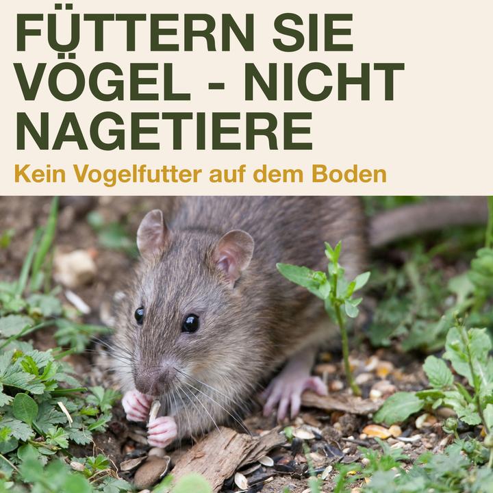 Image du produit Swissinno Vogel-Futtersilo "Davos" SMART BIRDS. Grün