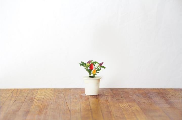 Actual product image Click and Grow Chili (Vegetable seeds)
