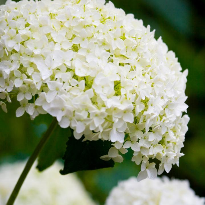 Immagine prodotto Plant in a Box Ortensia Strong Annabelle - Set di 2 ortensie (30 cm)