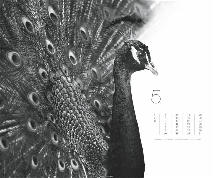 Actual product image Black & White Animals 2026 (55 x 46 cm, Hardcover, German)