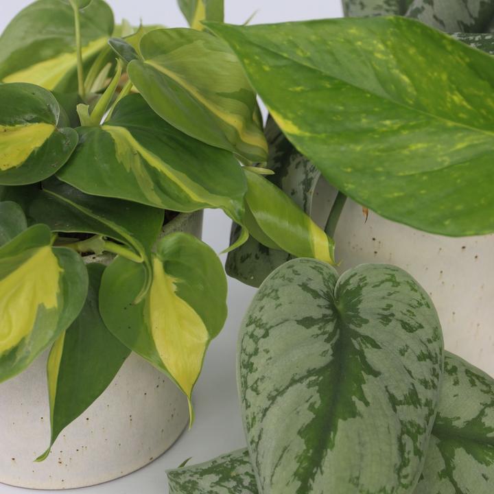 Produktbild Plant in a Box Philodendron Scandens Brasil, Epipremnum Trebi, Epipremnum Aureum - 3er-Set Efeutute (25 cm)
