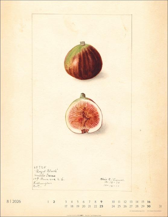 Produktbild Alte Sorten Kalender 2026 (34 x 44 cm, Harter Einband, Deutsch)