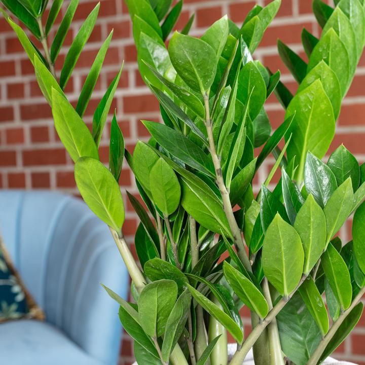 Immagine prodotto Flowerbox Piuma fortunata - Zamioculcas zamiifolia (55 cm)