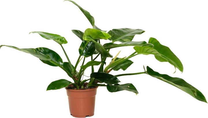 Produktbild VEG and the City Cali (Baumfreund - Philodendron Imperial Green) (65 cm)