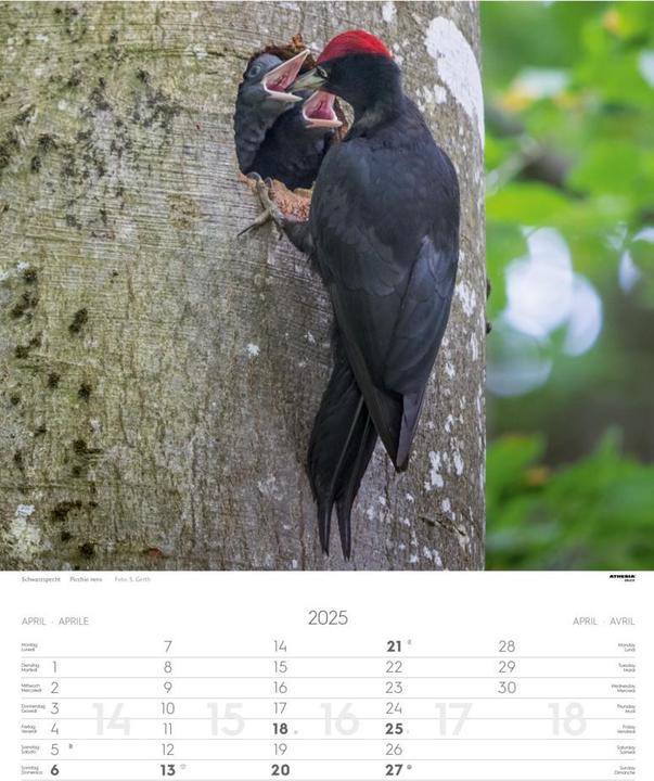 Produktbild Tiere der Alpen - Kalender 2025 (Harter Einband, Französisch, Englisch, Deutsch, Italienisch)
