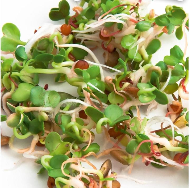 Immagine prodotto Gusta Garden Semi Microgreens Ruca Lattuga Rocket HARRY HERBS (Germogli)