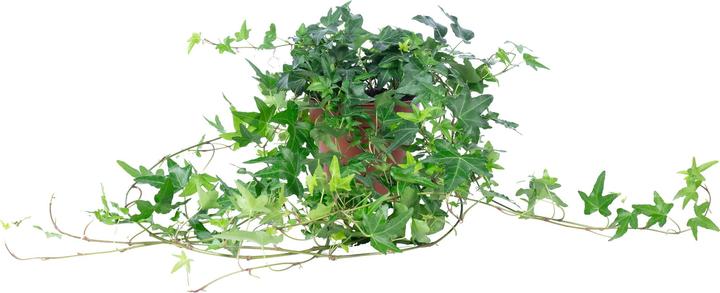 Immagine prodotto Flowerbox Gemeiner Efeu- Hedera helix (20 cm)