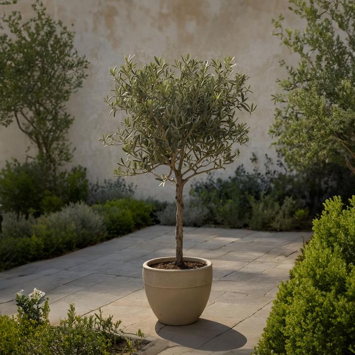 Actual product image Plant in a Box Olea Europaea (45 cm)