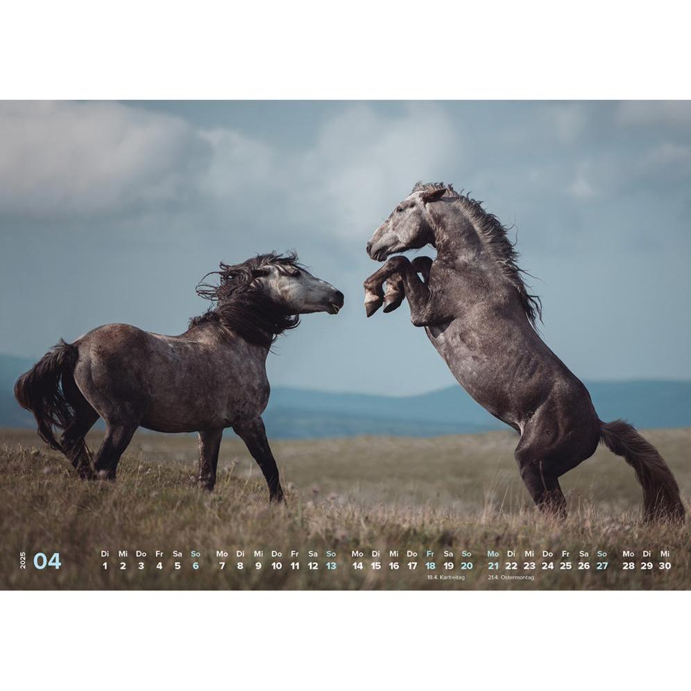 Calendrier équestre 2025, Compte à Rebours De Noël De 24 Jours, Incluant Une Décoration De Cheval à Suspendre Calendrier Noël Sur Le Thème Des Chevaux | Leroy Merlin