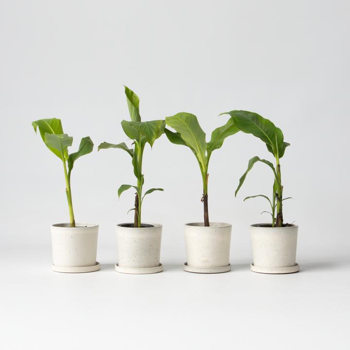 Produktbild Plant in a Box Musa Basjoo - (25 cm)