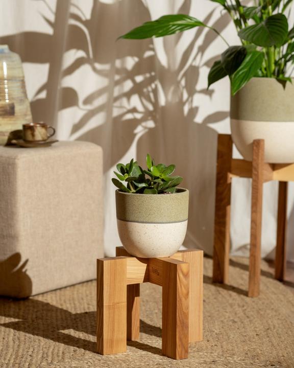 Image du produit feey Arbre à argent (25 cm, Fraîchement rempotés)