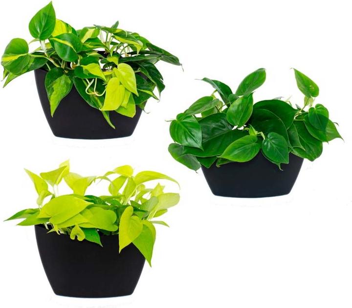 Produktbild CitySens 3er-Pack Wand-Pflanzengefäss mit automatischer Bewässerung (9 cm)