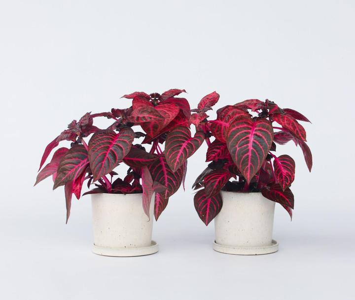 Immagine prodotto Plant in a Box Iresine Herbstii - Set di 2 foglie di sangue (20 cm)
